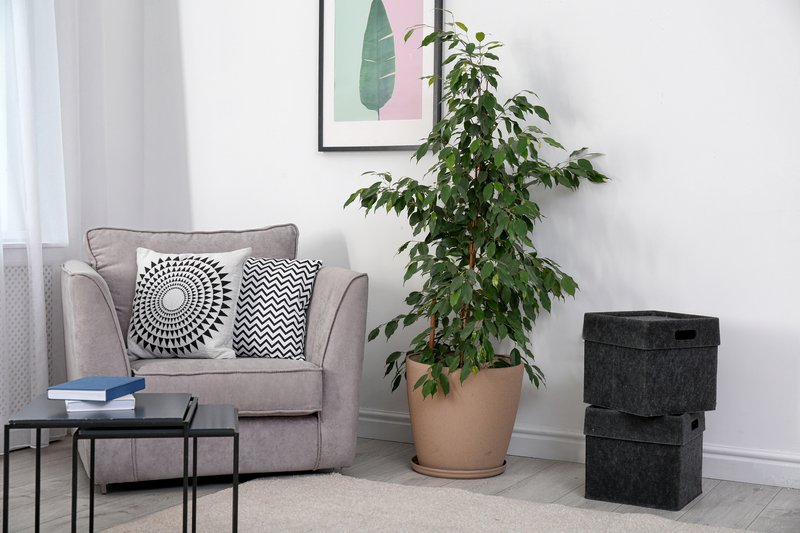 Ficus Benjamina Benjamínfíkus Fíkus